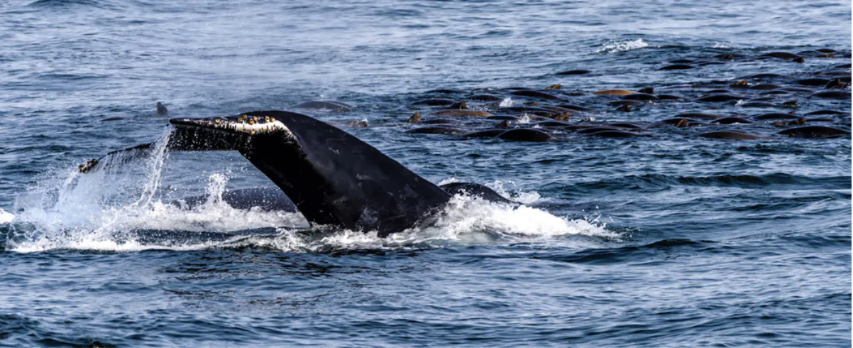 Seasonal Ocean Travelers In The Monterey Bay - Sea Goddess Whale Watching