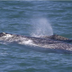 gray whale northbound migration
