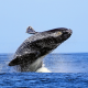 whale behaviors moss landing