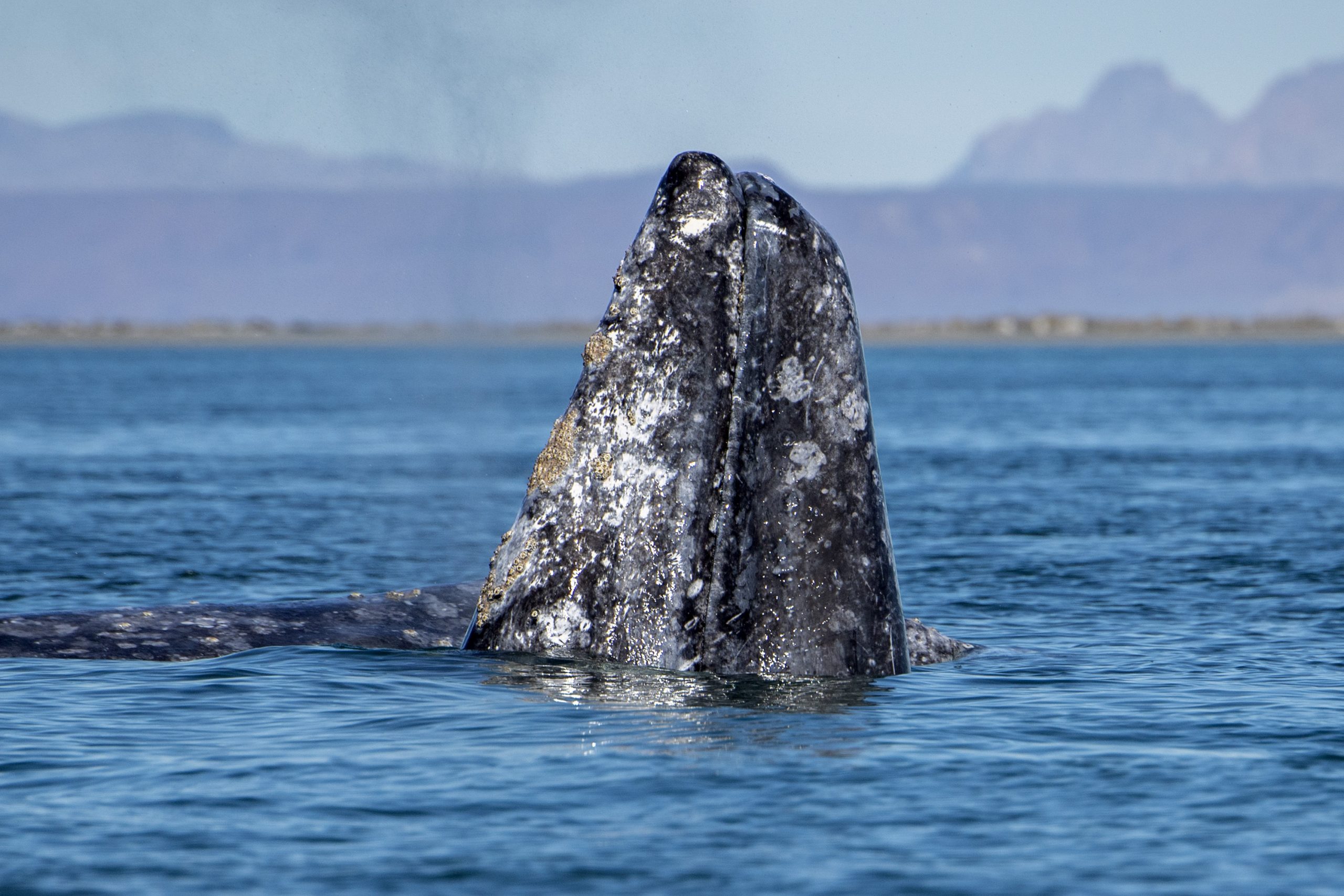 best-ocean-tour-monterey-ca-seagoddess-scaled