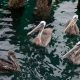 Pelicans Watching
