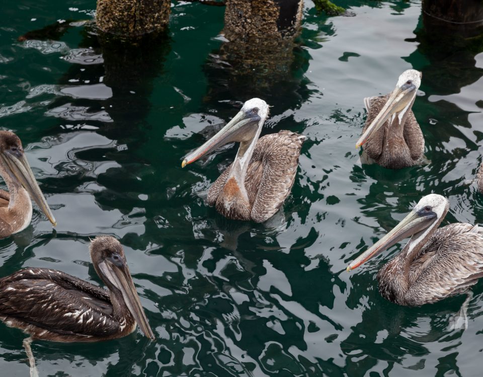 Pelicans Watching
