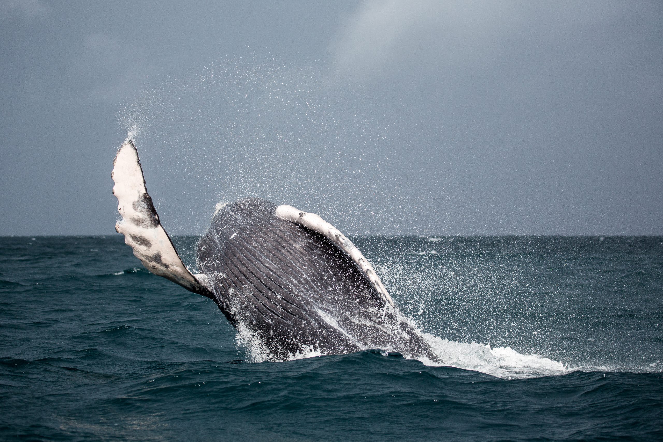 Whale Watching Cruise Monterey Bay