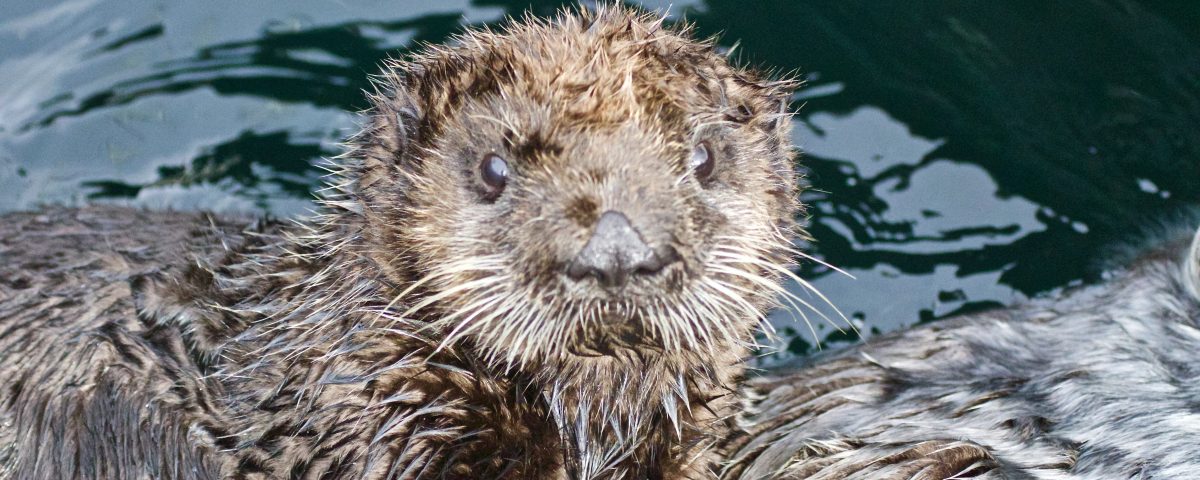 Sea Cute Otter - Marine Creatures